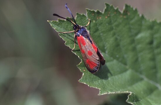 Zygaena loti or Scotch burnet