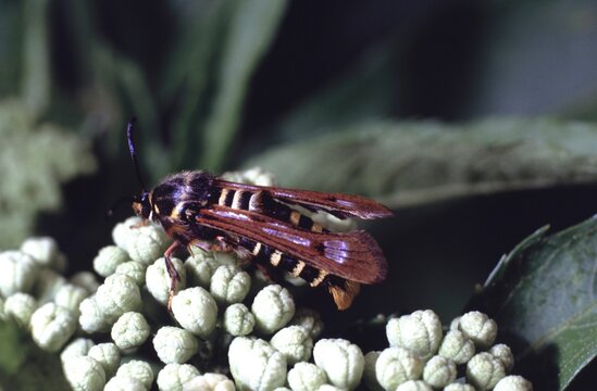 Sesiidae or clearwing moths