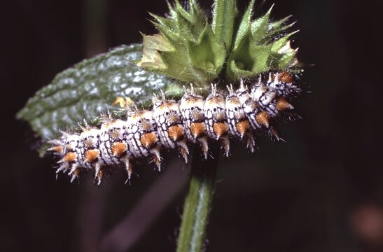 catapillar of Melitaea didyma or spotted fritillary  on  Stachys recta or Perennial Yellow-Woundwort