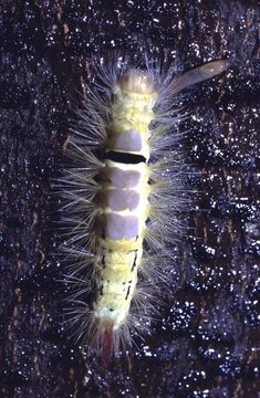  caterpillar of the Calliteara pudibunda (formerly Dasychira pudibunda) or  Pale Tussock caterpillar or the Hop Dog.