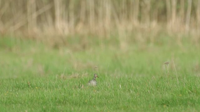 Common Snipe ( Gallinago gallinago ). The bird sits in the grass early on a sunny morning