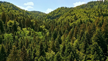 Fototapeta premium Amidst the lush green forest, a man practices yoga, finding serenity in nature. The dense woods provide a peaceful backdrop for his relaxation exercise, enhancing a healthy lifestyle.