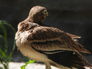 Fototapeta premium various types of birds in the zoo