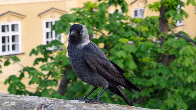 eurasian jackdaw standing on the wall