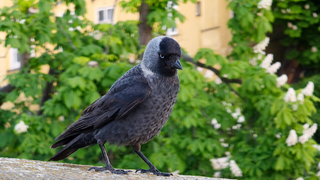 eurasian jackdaw standing on the wall