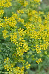 Fototapeta premium A vertical closeup of numerous small yellow common rue flowers blooming densely alongside green seed pods on fine garden stems - latin name - Ruta graveolens