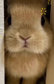 rabbit in a box