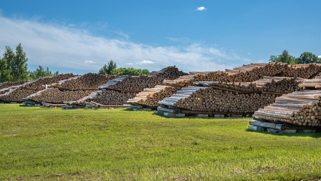 Stacked Timber Logs in Forestry Yard for Wood Processing, Lumber Supply and Sustainable Forestry Industry