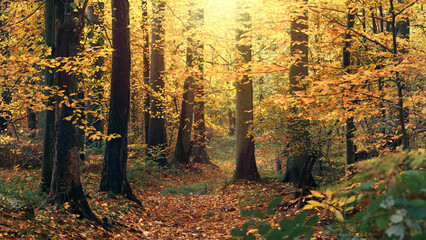 Fototapeta premium Glowing golden autumn nature scene with illuminated branches in a beautiful forest. A landscape shot with uplifting fall light.