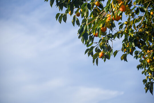 Persimmon Fruit on Blue Background