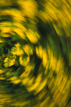 Abstract motion blur of yellow flowers and green foliage creating a swirling artistic composition. Expressive floral photography with dynamic movement, soft focus and painterly effect.