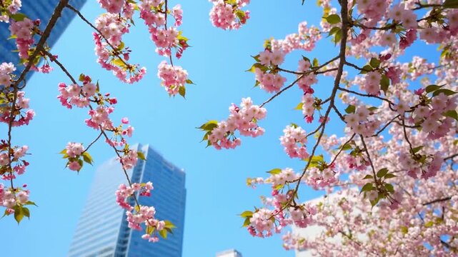 Pink cherry blossom flowers blooming against blue sky with modern city skyscrapers in spring urban background