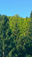 Fototapeta premium Pan across the lush, vibrant forest showing the tranquility of nature from an aerial view. The dense trees stretch endlessly under a clear blue sky, offering a serene escape into the wilderness.