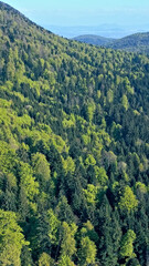 Fototapeta premium An aerial view reveals a dense forest with vibrant green trees stretching across rolling hills, evoking a sense of tranquility and natural beauty.