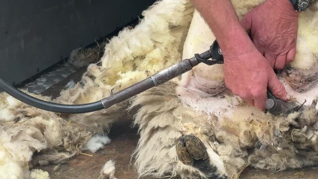 Sheep being sheered close up view of wool being removed from farm animal UK 4K