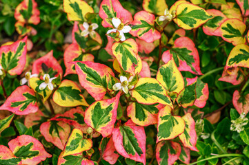 Obraz premium Vibrant green, yellow, and pink variegated chameleon plant leaves with small white flowers