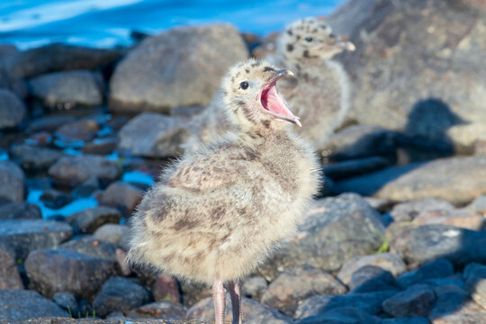 A young newborn common gull chick on a rocky shore.