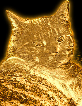 Kater liegend und goldfarben auf schwarz