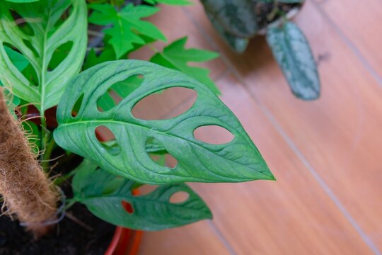 Potted Janda Bolong or Monstera Adansonii Plant with Iconic Fenestrated Leaves