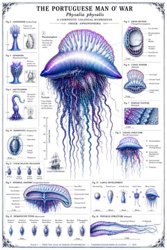 Marine Invertebrates Atlas: The Portuguese Man O' War (Physalia physalis) Colony Structure & Venom