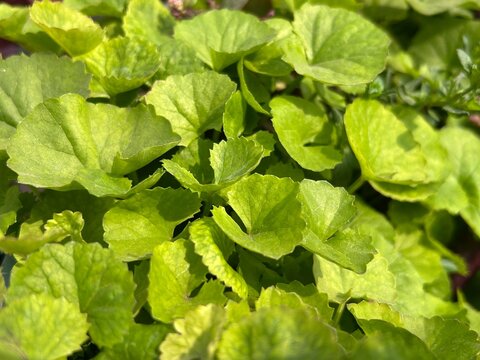 Dense patch of green gotu kola centella asiatica leaves growing fresh