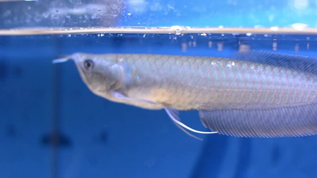 Detailed Close Up of Silver Arowana Fish Eating at Water Surface
