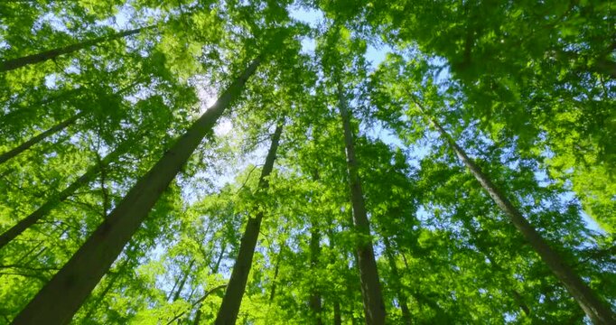 初夏の爽やかな青空と見上げる新緑のメタセコイア並木