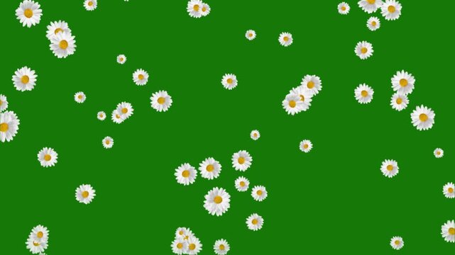 Animated white daisy flowers falling naturally on green screen for easy compositing. Ideal for spring videos, celebrations, nature edits, and creative motion graphics.