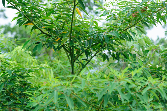 Green litsea cubeba tree in the forest