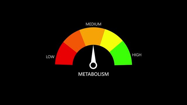 metabolism Level Measuring animation.4K motion animation on a transparent background alpha channel.