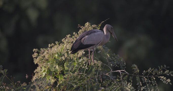 A slow-motion 120fps steady shot captures an Asian Openbill bird gracefully perched atop a tree, controlling its balance calmly, embodying poise and elegance in nature&rsquo;s stillness 4K