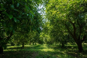 Fototapeta premium Avocado trees with fresh green fruits hanging on branches in sunny organic orchard plantation under bright summer sunlight, agricultural concept