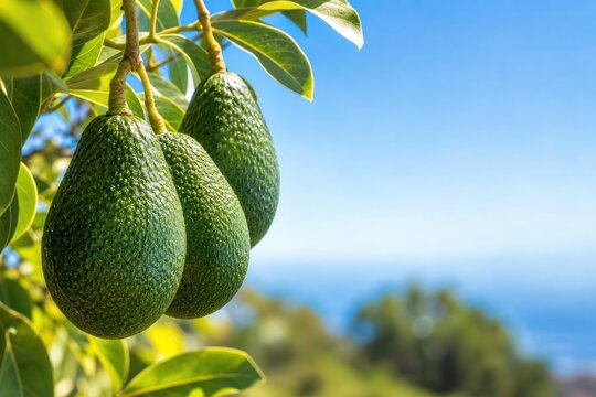 Avocados growing on tree branch in sunny tropical orchard with clear blue sky, healthy organic agriculture concept