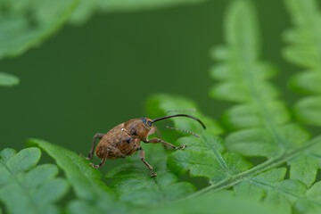 Acorn weevil (Curculio glandium) on a green fern leaf in the forest © Elżbieta Kaps