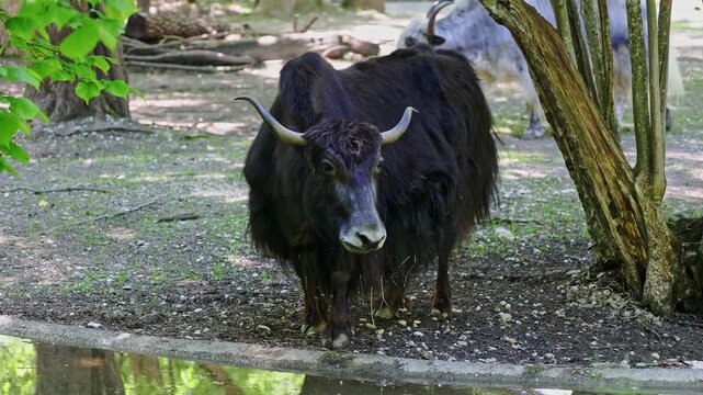 The domestic yak, Bos grunniens is a long-haired domesticated bovid found throughout the Himalayan region of the Indian subcontinent, the Tibetan Plateau and as far north as Mongolia and Russia.