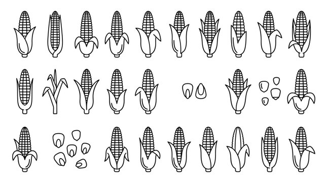 A detailed line art illustration of various corn and corn kernels in different stages.