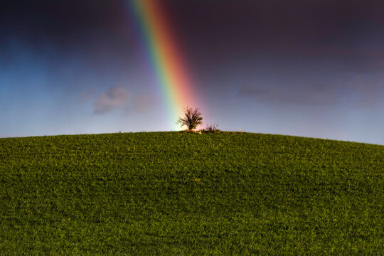 L'albero della speranza