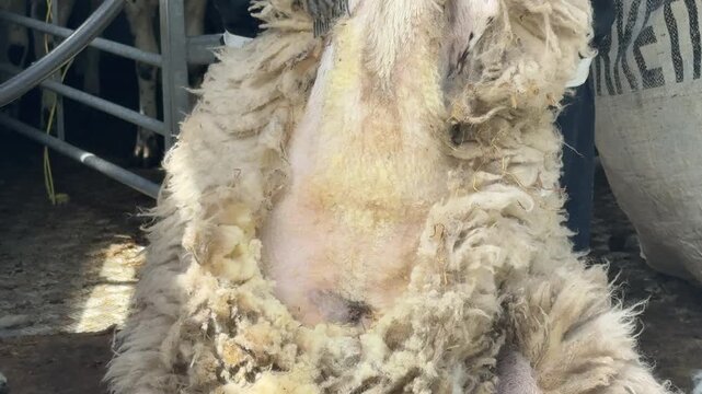 Sheep being sheered close up view of wool being removed from farm animal UK 4K