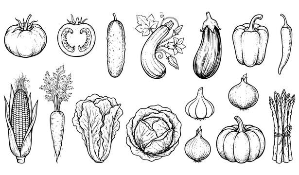 Hand drawn summer vegetable icon set with tomato cucumber eggplant corn and harvest produce sketch isolated on white background