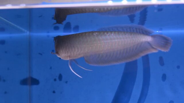 Close Up of Silver Arowana Fish Scales and Fins in Blue Water
