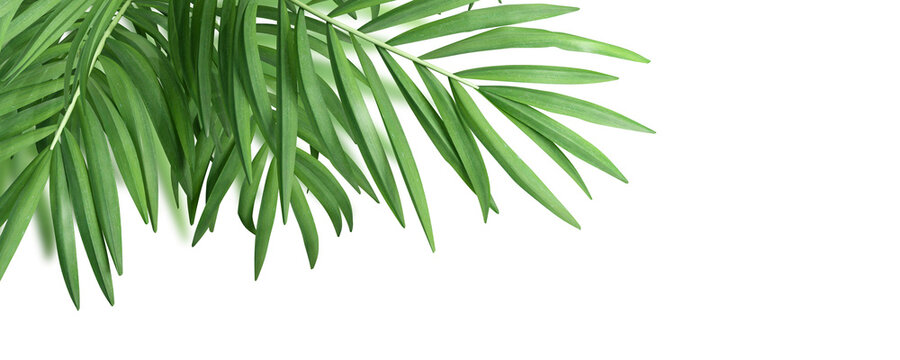Tropical Palm Leaves Foreground Overlay Cutout