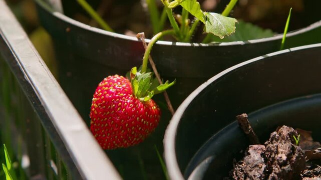 A single ripe strawberry still attached to a strawberry plant in a black plastic pot.