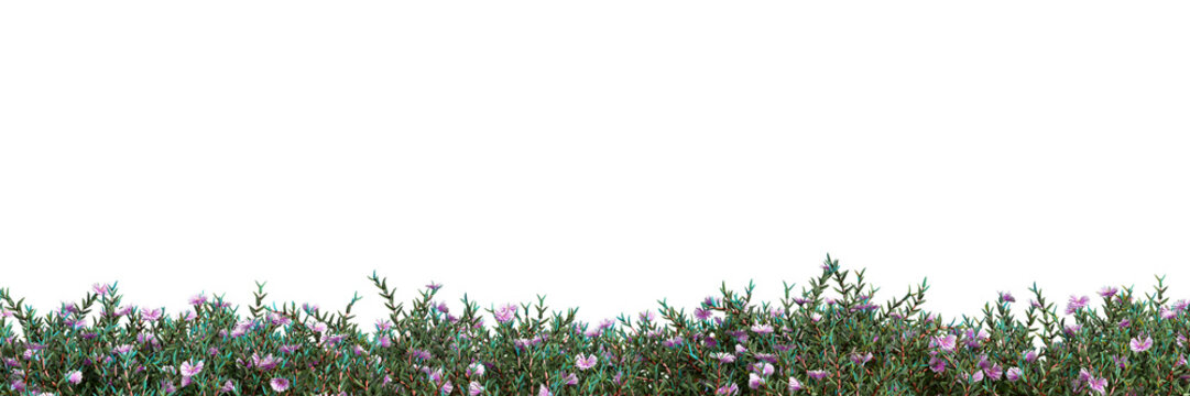 Front View Low Garden Flowers and Green Shrub Border PNG