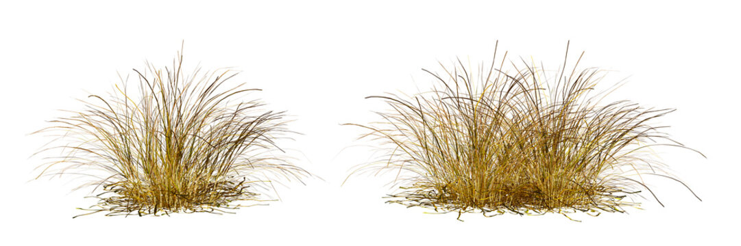 Front View Dry Ornamental Grass and Feather Grass Clusters