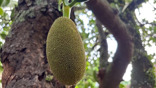 Young jackfruit on the tree against a natural background.