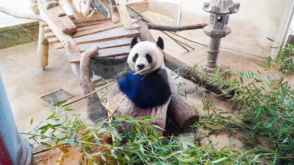 giant panda eating bamboo. Vienna zoo, Europe. © ura