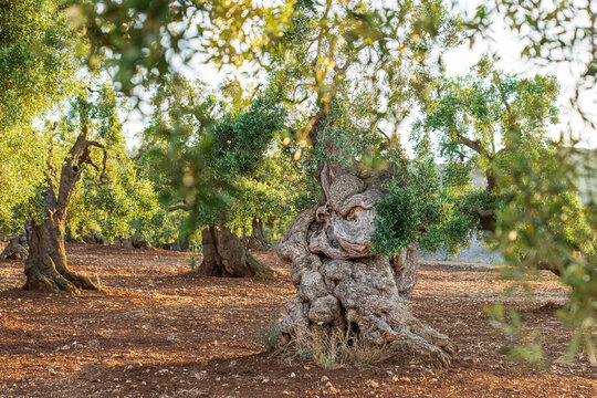 Ancient gnarled olive tree trunk in Puglia grove, Italy