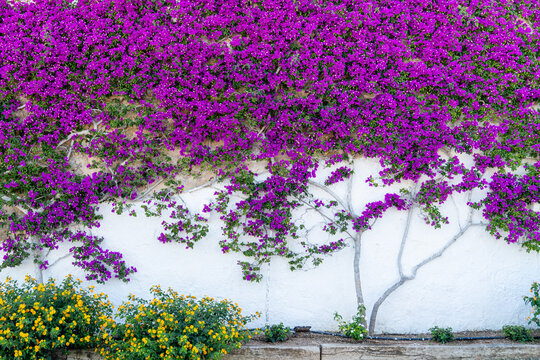 Purple bougainvillea cascading over whitewashed wall in Puglia, Italy