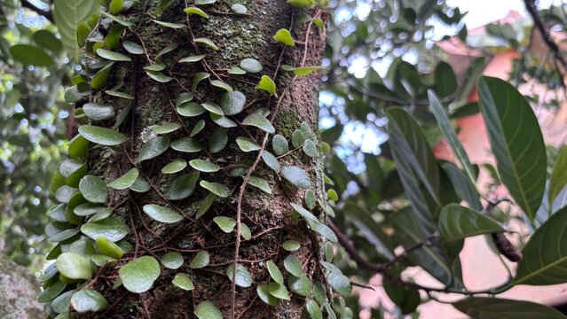 parasitic plant attached to a tree
