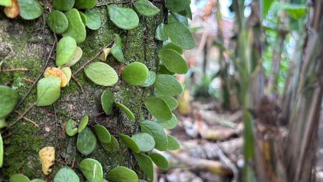 parasitic plant attached to a tree